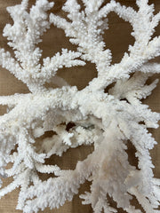 Vintage Branch Coral Creation- 20