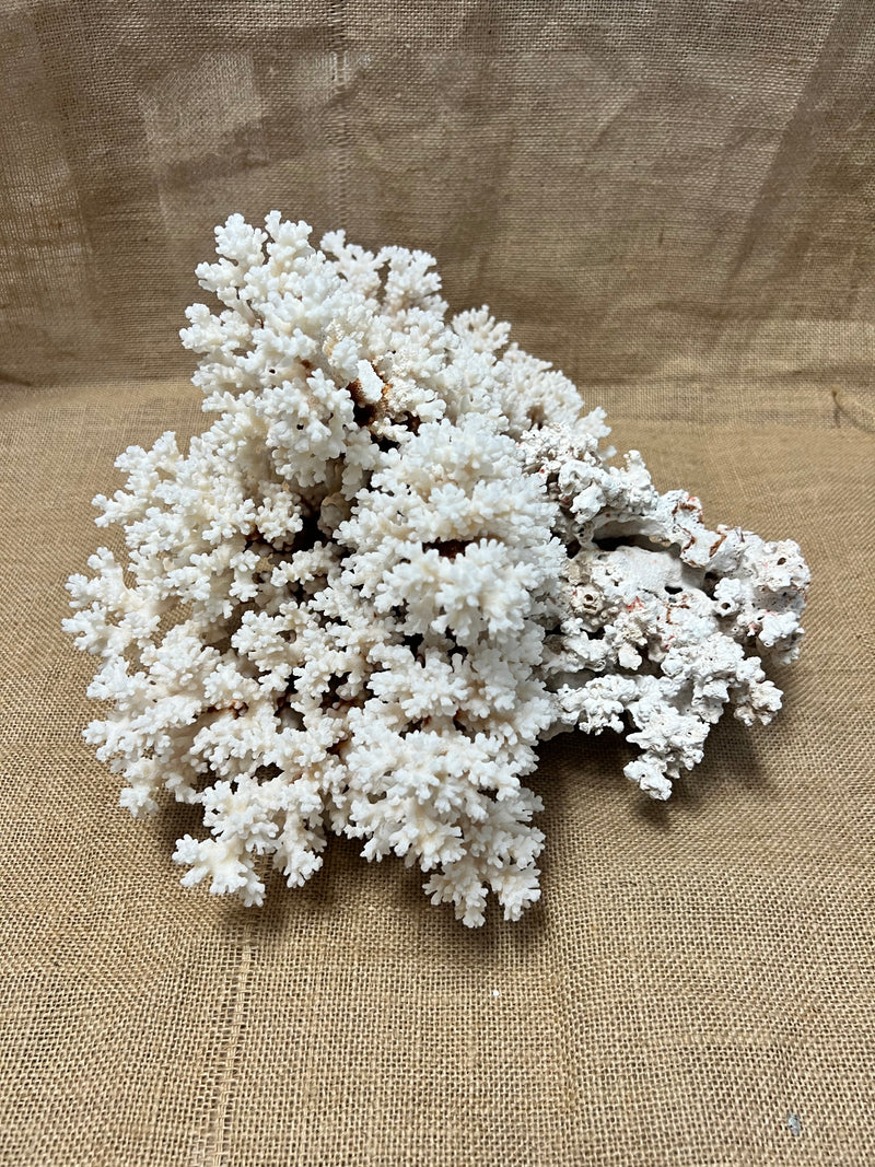 Vintage Brownstem Coral- 15"