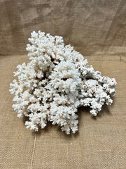 Vintage Brownstem Coral- 15