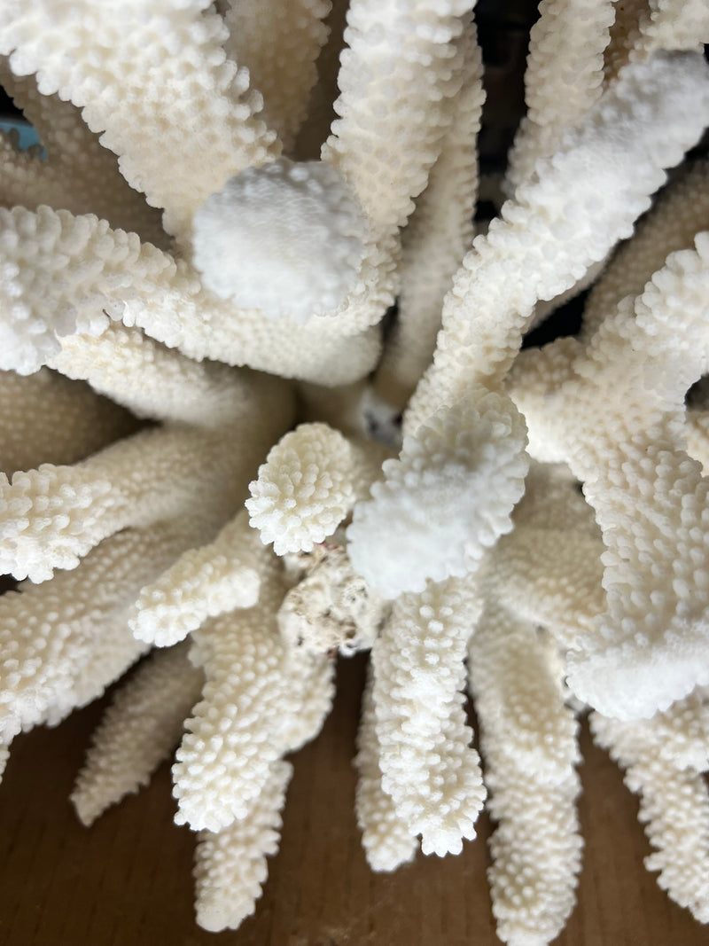 Vintage Cauliflower Coral- 18"
