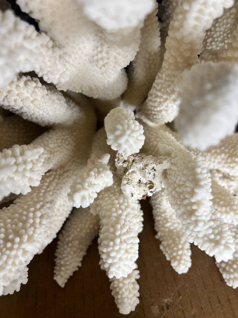 Vintage Cauliflower Coral- 18"