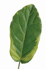 Faux Inew Leaf - 25