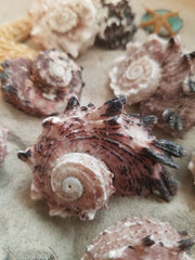 Delphinula Shells Pink Turban Turbo Spiral
