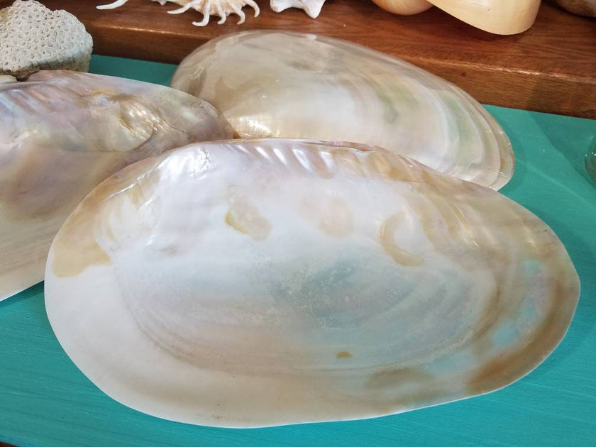 Clam and Cebu shells