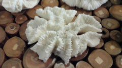 Vintage Open Brain Rose Coral