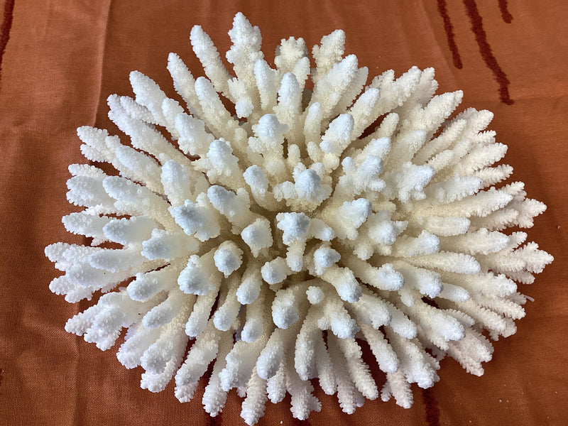 Vintage White Table Coral- 10.5"