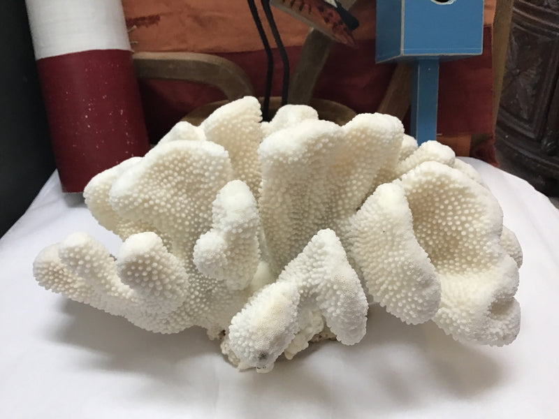 Vintage White Cauliflower Coral- 13"