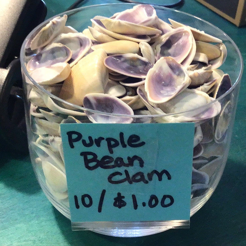 Purple Bean Clam-Donax gouldii