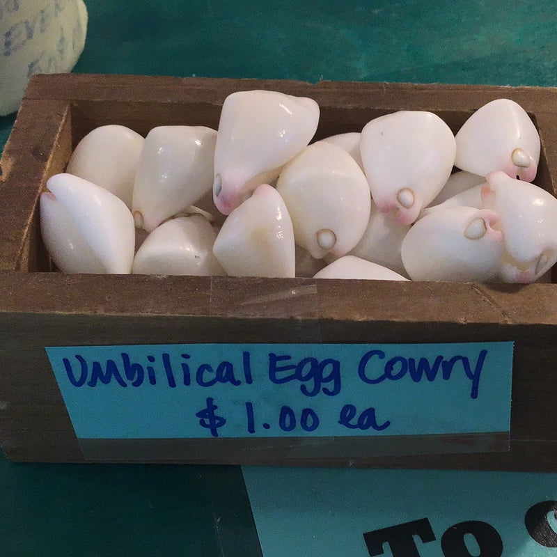 Umbilical Egg Cowrie