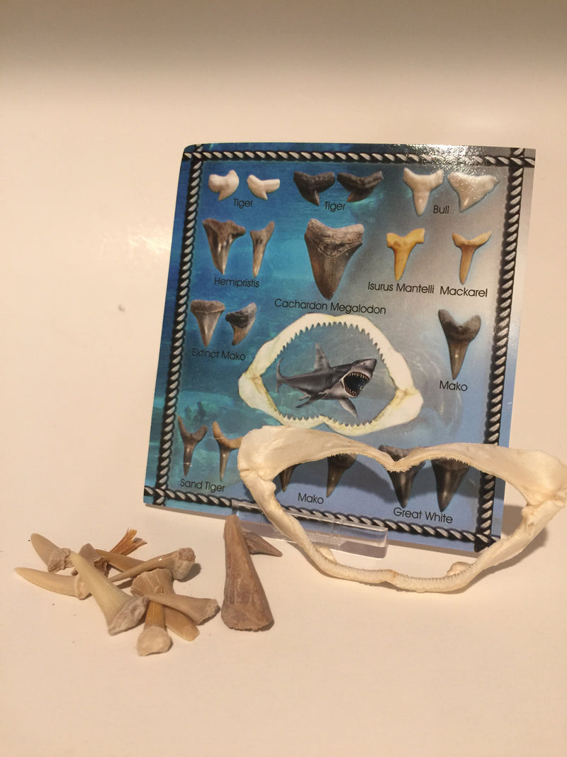 Shark Teeth Fossil Cards- 2 Types set
