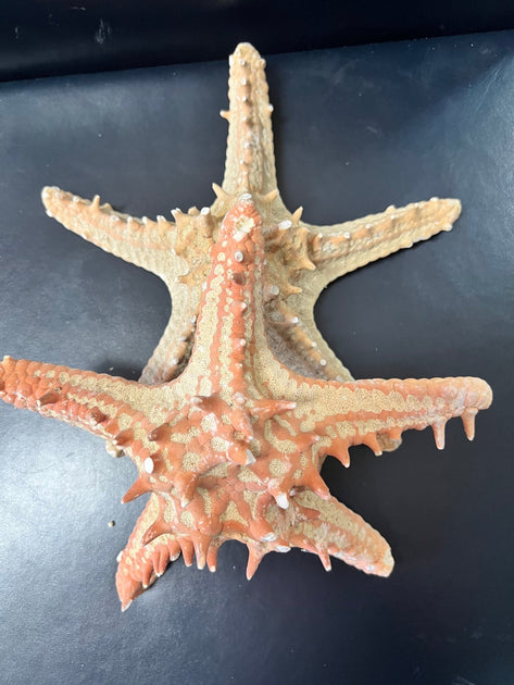 starfish  Finger Starfish Cream Linckia Laevigata (2 stars approx. 9.5+