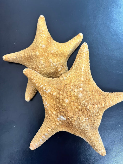 tanorange-spiny-starfish-