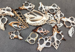 Sliced Shell