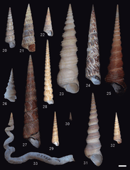 Terebra
