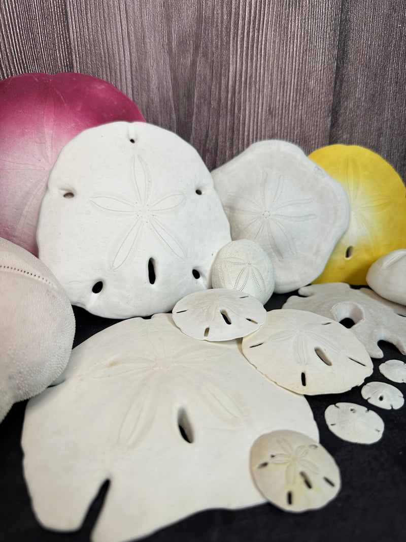 Sand Dollars - Loving Coastal Living