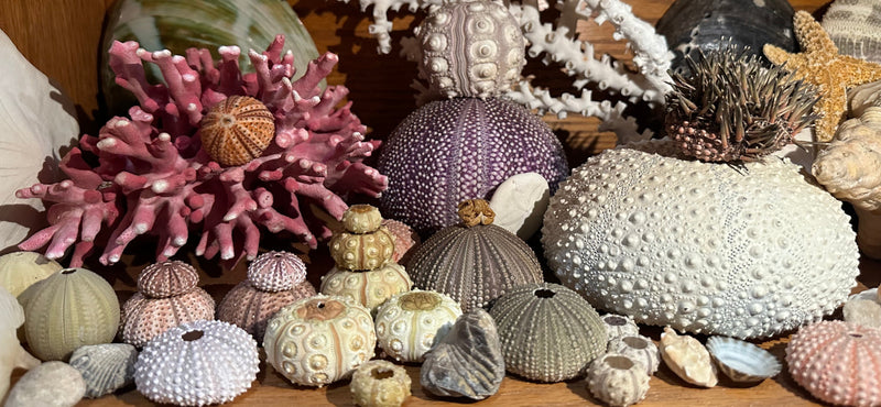 Sea Urchins