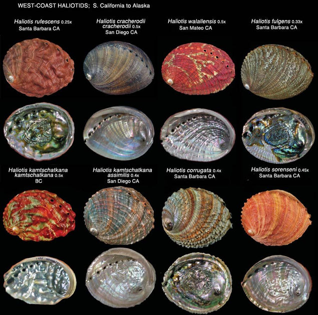 Abalone Shells for Décor, Smudging & Collectors | Loving Coastal Living ...