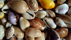 Cowrie