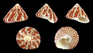 Trochus