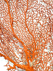 Sea Fan Corals - Loving Coastal Living