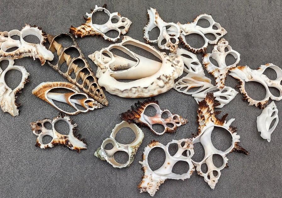 Sliced Seashells | Coastal Crafts & Decorative Shells | Loving Coastal ...