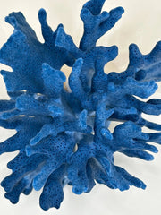 Stony Coral - Loving Coastal Living