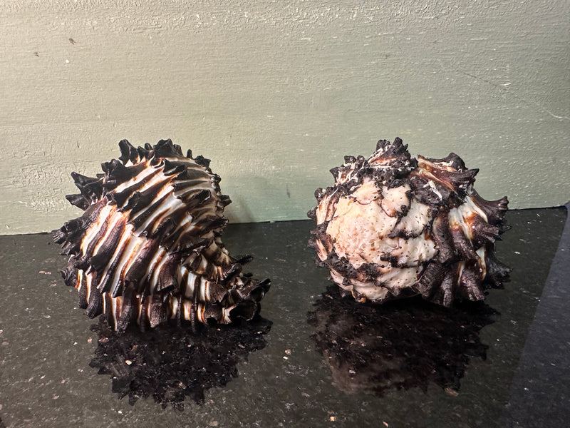 Radish Murex Shell - Hexaplex radix
