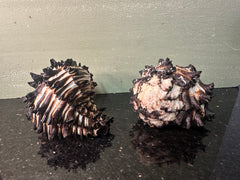 Radish Murex Shell - Hexaplex radix