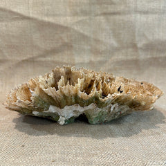 Vintage Natural Wavy Lettuce Coral - 10