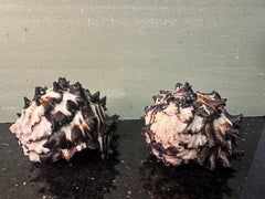 Radish Murex Shell - Hexaplex radix