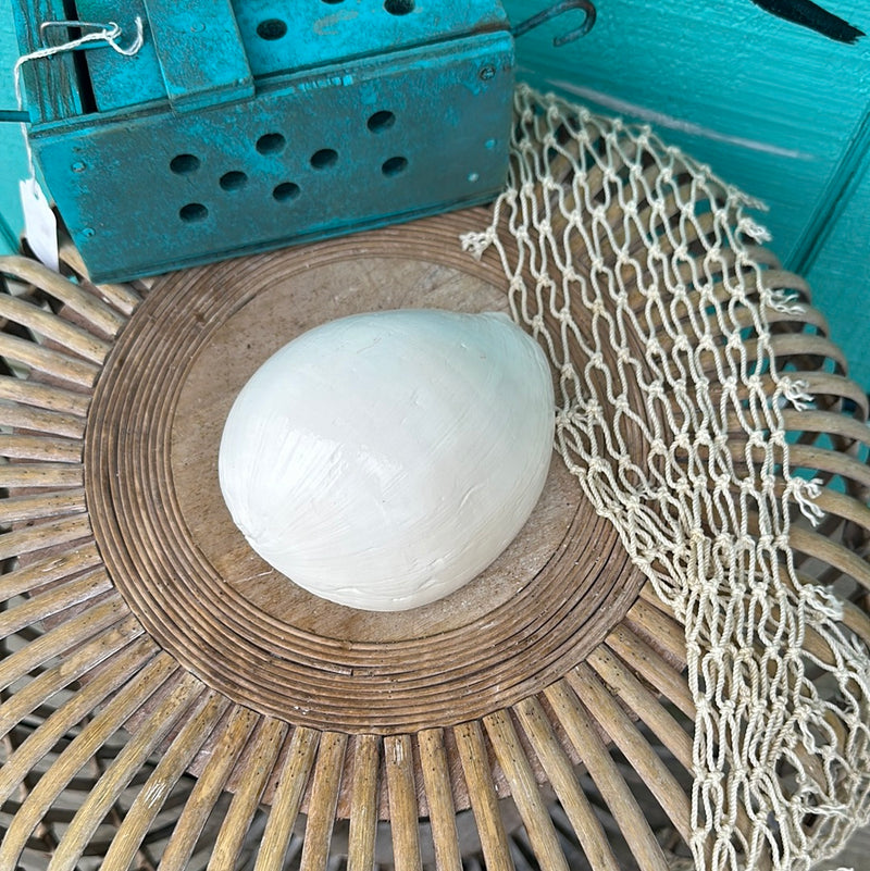 Giant Indian White Melon Volute Shell