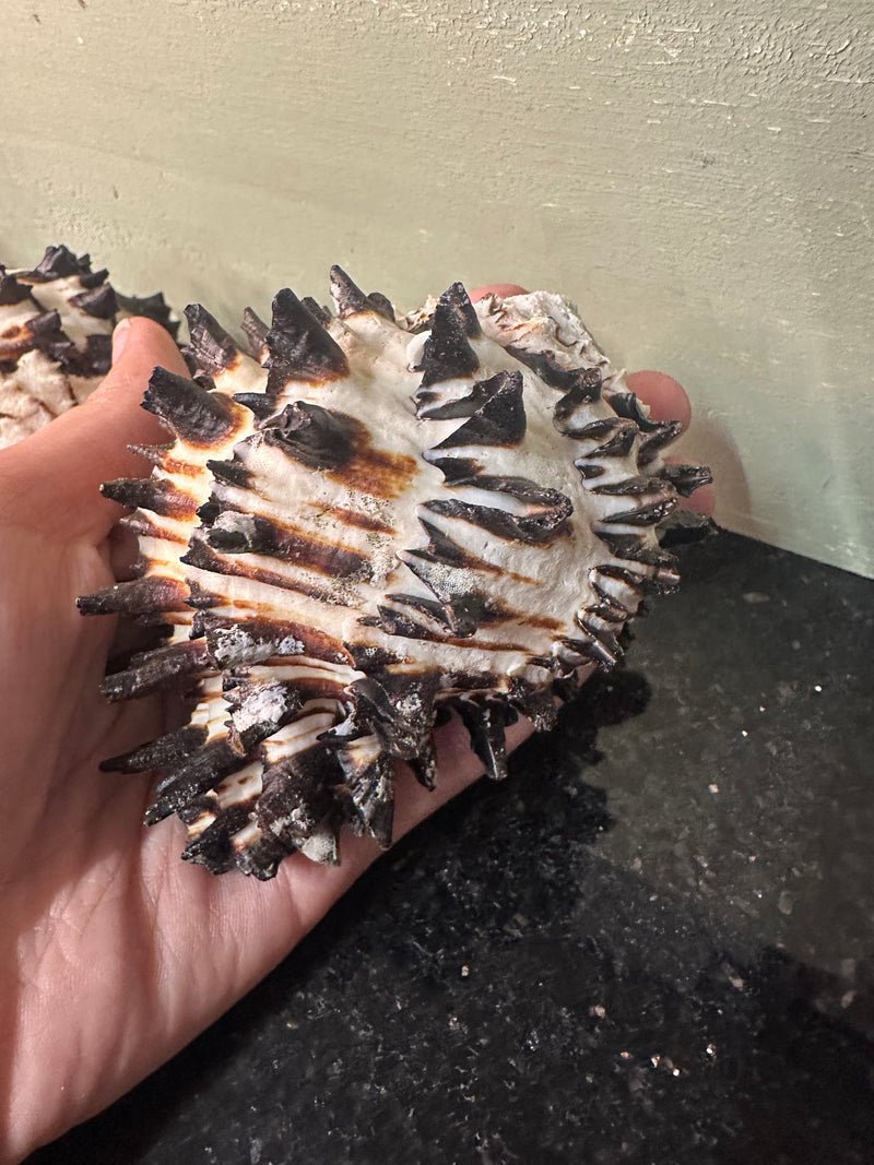 Radish Murex Shell - Hexaplex radix