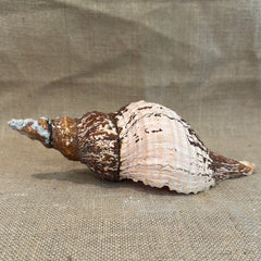 Melanistic Horse Conch Shell with Operculum & Perio- 9