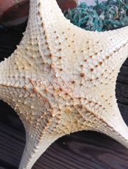 14.5-inch starfish with soft pink accents – perfect for beach home display