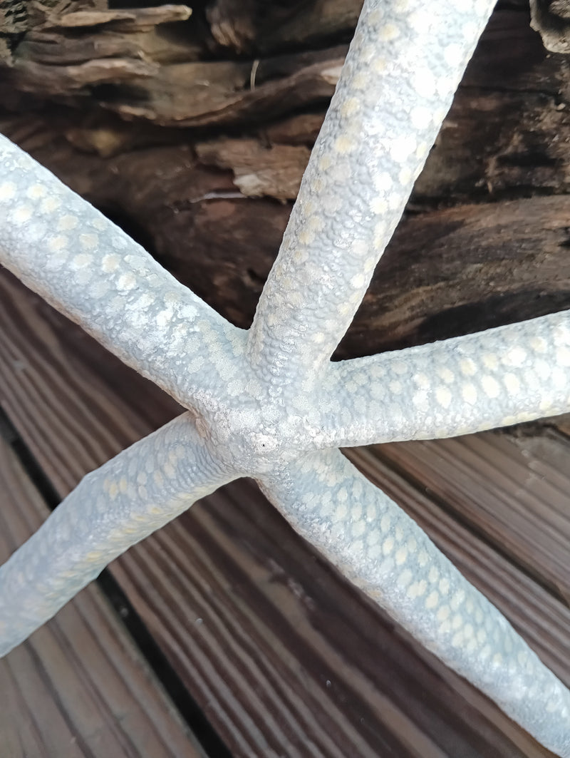 15.5-inch Blue Linkia Starfish showing natural texture and vivid coloration