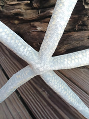 15.5-inch Blue Linkia Starfish showing natural texture and vivid coloration