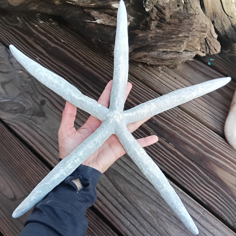 Overhead view of giant blue sea star highlighting natural five-arm shape