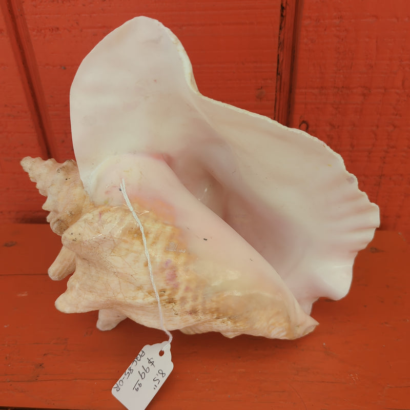 Vintage Pink Queen Conch, no piercing