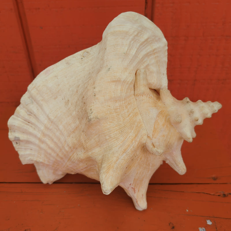 Vintage Pink Queen Conch, no piercing