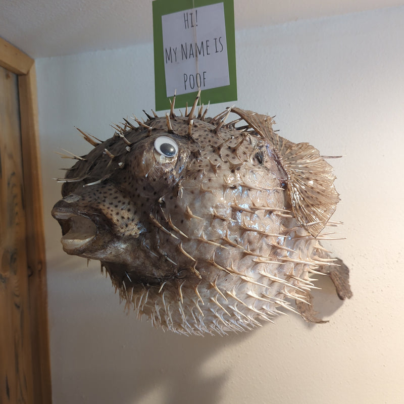 Poof the Giant Porcupine Fish - 25"