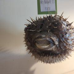 Poof the Giant Porcupine Fish - 25