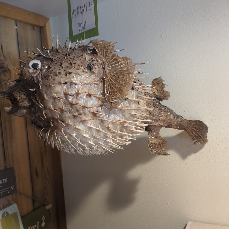 Poof the Giant Porcupine Fish - 25"