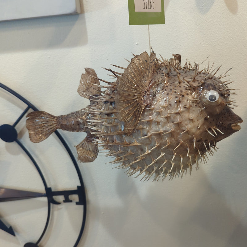 Spike the Giant Porcupine Fish - 18"