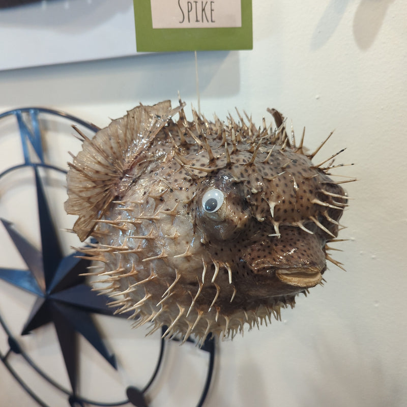 Spike the Giant Porcupine Fish - 18"
