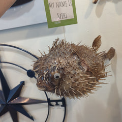 Spike the Giant Porcupine Fish - 18