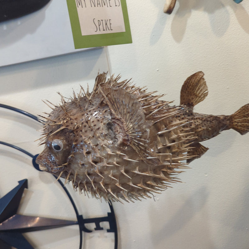 Spike the Giant Porcupine Fish - 18"