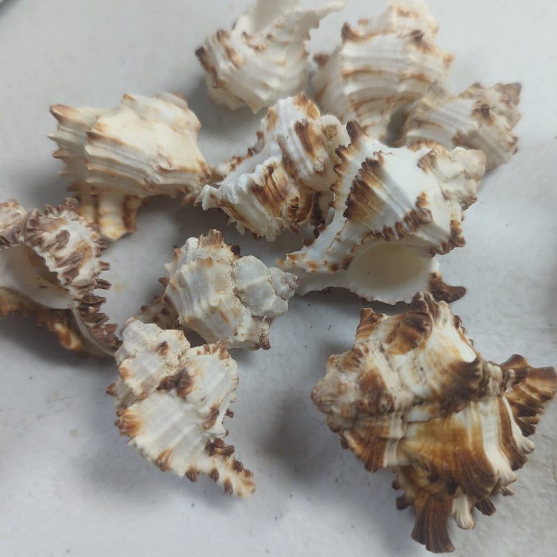 Mexican deep cup scallop Shell