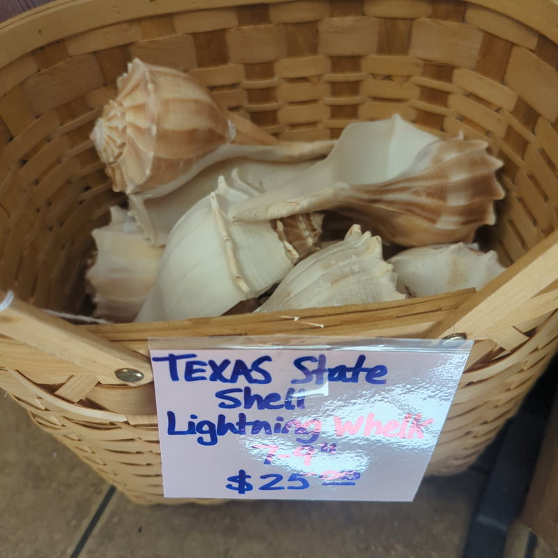 Texas State shell lightning whelk 7-9"