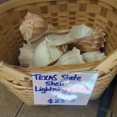 Texas State shell lightning whelk 7-9