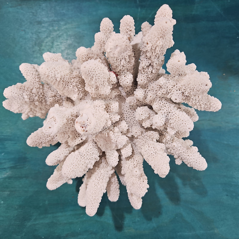 Vintage White Finger Coral -6.5"L x 6" W x 5.5"H